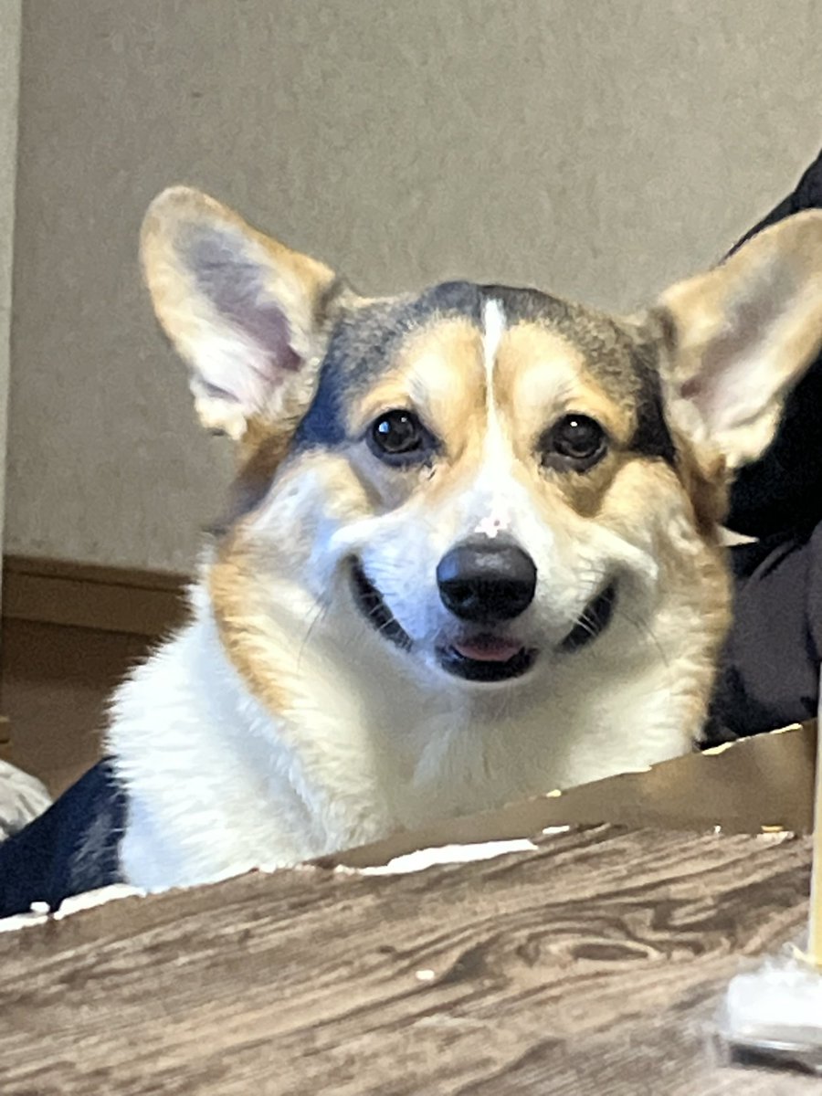 姫花とエスまる tweet media