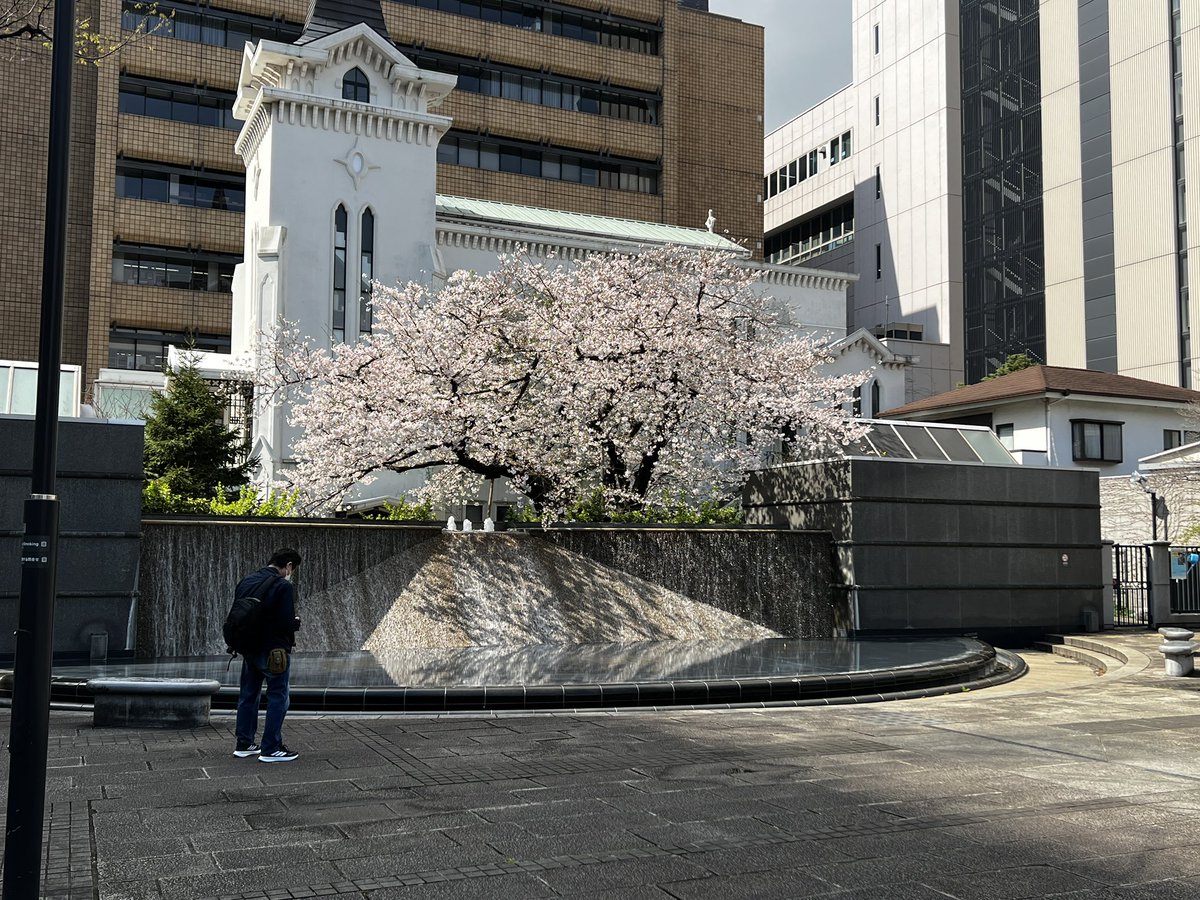 BIXONIC_Japan's tweet photo. Yokohama Music Style始まってます🎸
昨年と同じ場所の桜🌸今年も綺麗ですよ。
いらっしゃる途中にどうぞ!
#BIXONIC #Expandora #SugarBlues #YMS_2026 https://t.co/GsLukTbNxa