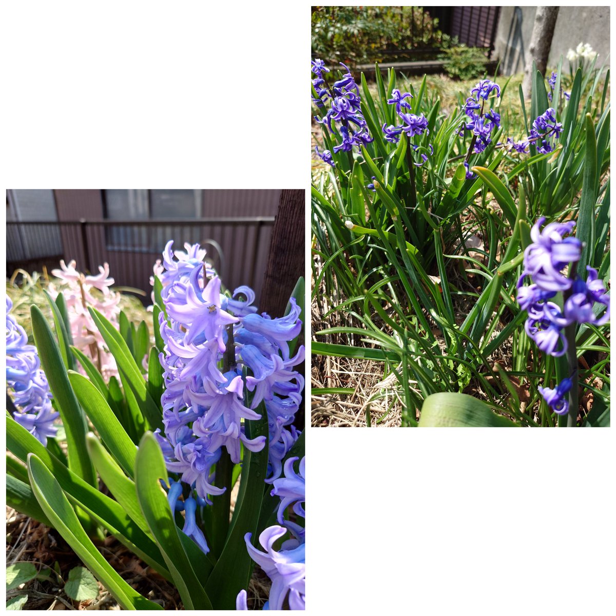 ぐっちママ🚓 tweet media