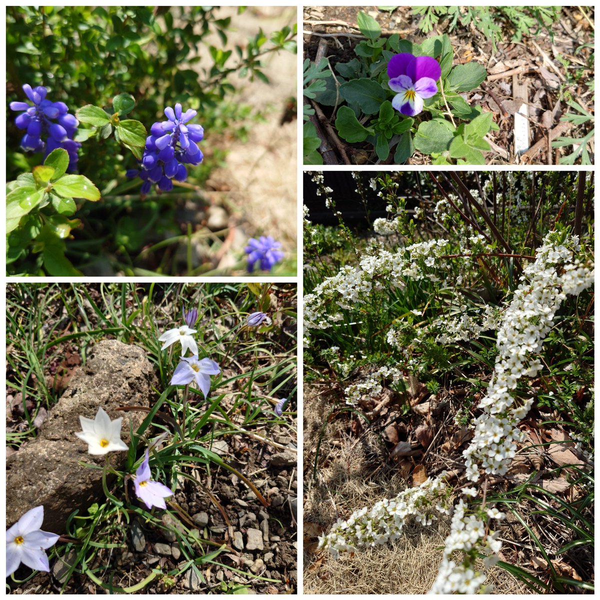 ぐっちママ🚓 tweet media