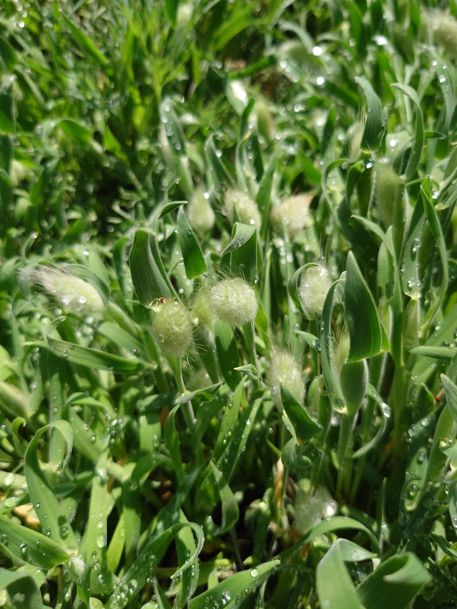 ぐっちママ🚓 tweet media