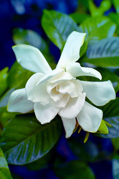 LUniqueEssence1's tweet photo. Art of the Day! "Subtle Beauty". Buy at: https://t.co/HwpaPZgxnt https://t.co/j0g54CvZbP