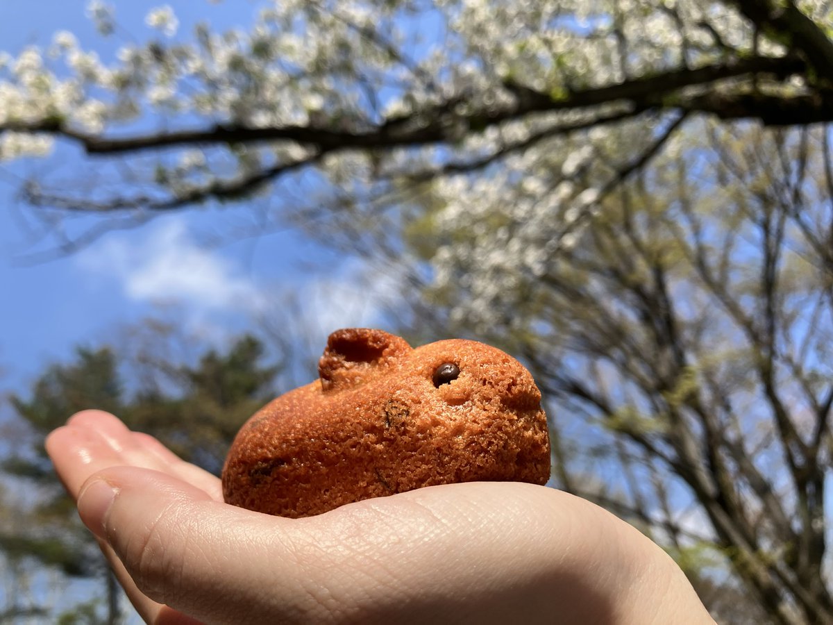 かのこ　だった tweet media