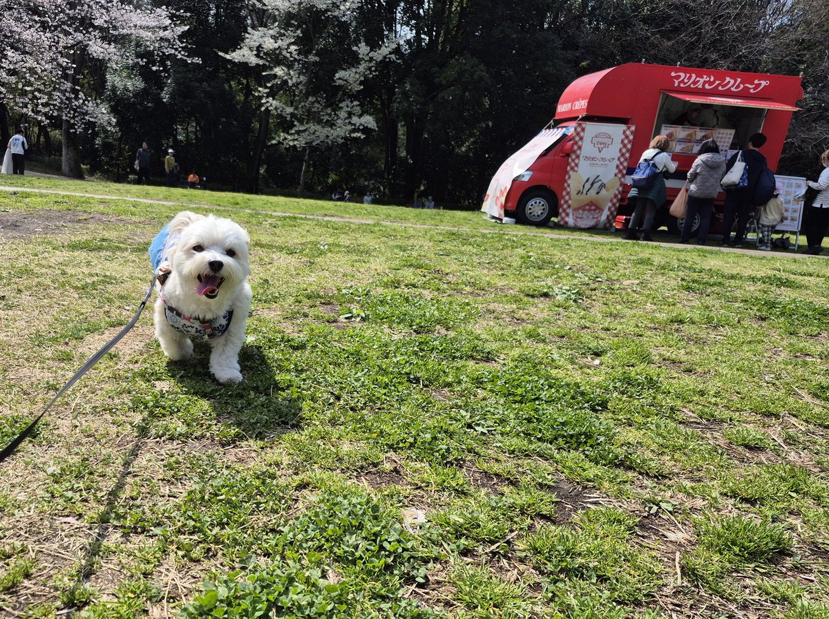 たまこ(ポテりんととおこめプおちょこ) tweet media