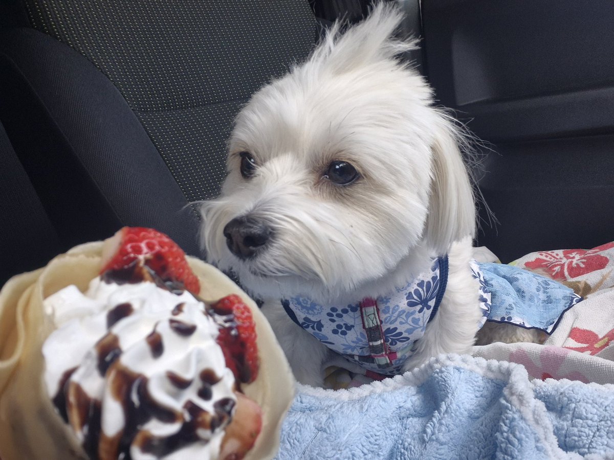 たまこ(ポテりんととおこめプおちょこ) tweet media