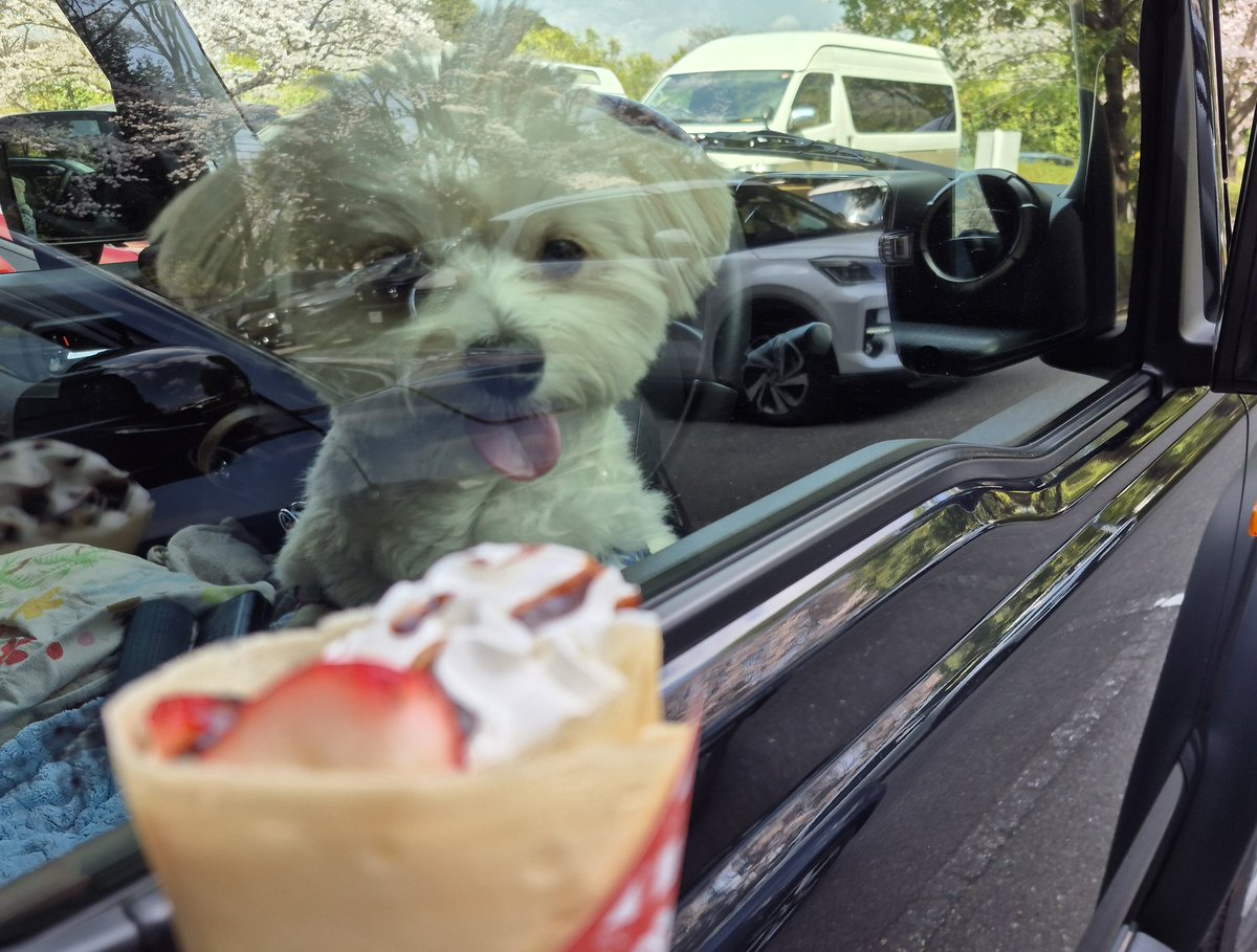 たまこ(ポテりんととおこめプおちょこ) tweet media