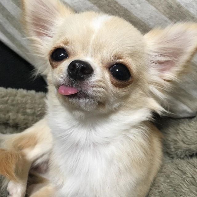 쫑두니 tweet media