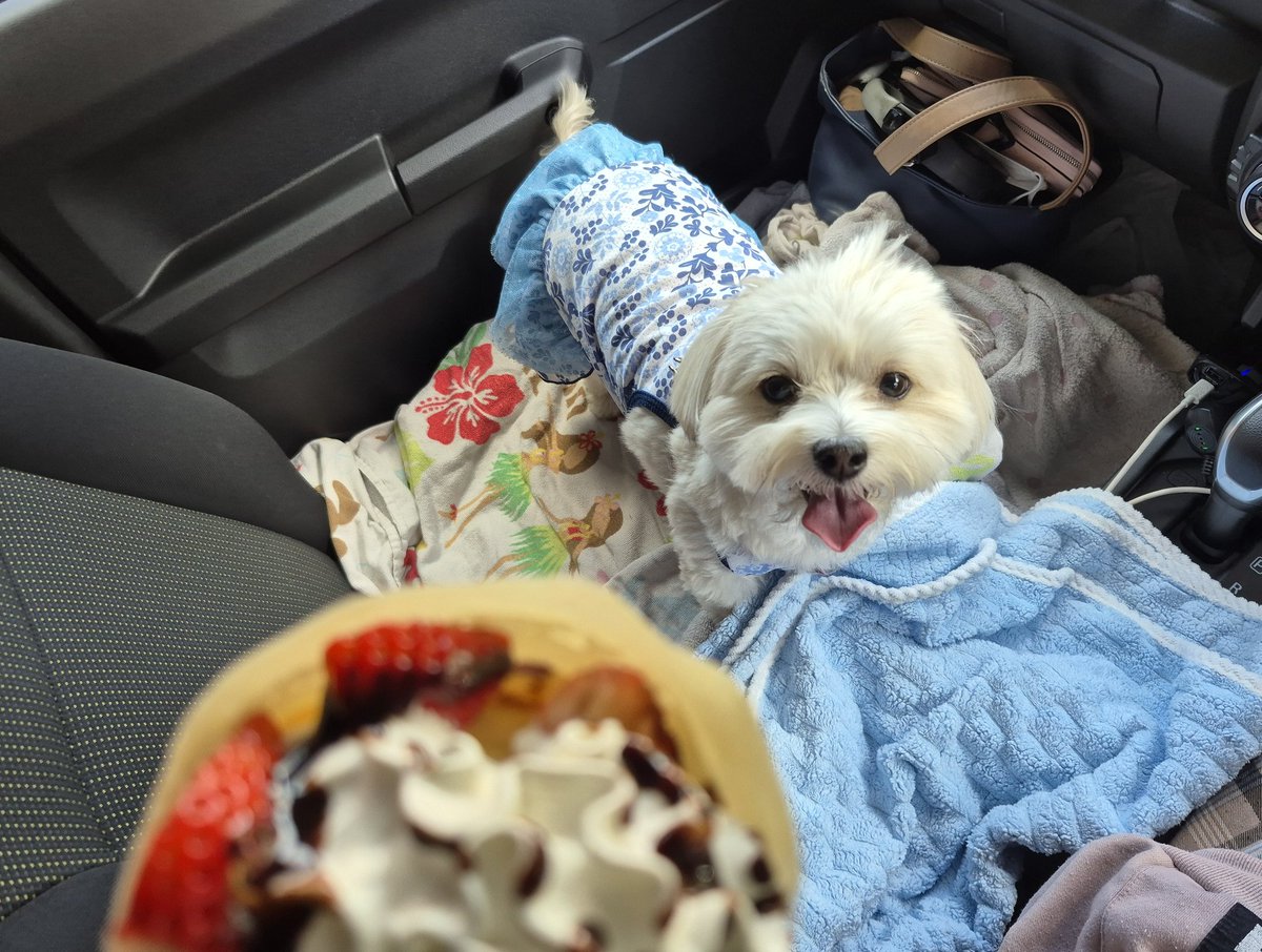 たまこ(ポテりんととおこめプおちょこ) tweet media