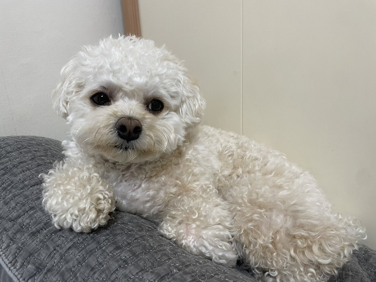 riceglue_choi's tweet photo. 졸려서 묘하게 맹하고 딱끈한 개 https://t.co/FdizXEndsj