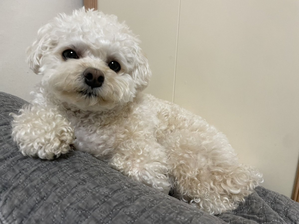 riceglue_choi's tweet photo. 졸려서 묘하게 맹하고 딱끈한 개 https://t.co/FdizXEndsj