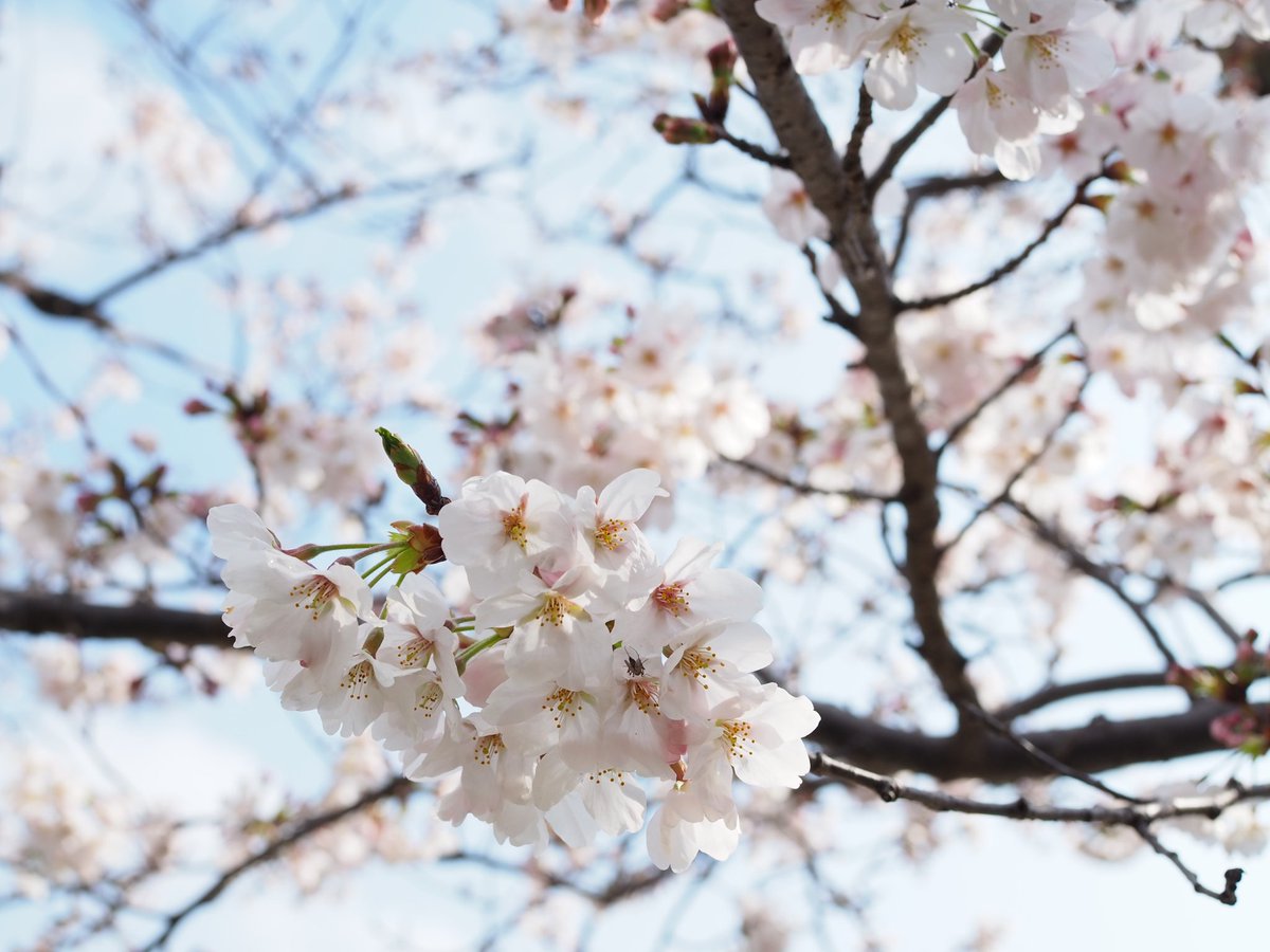 三溪園 tweet media