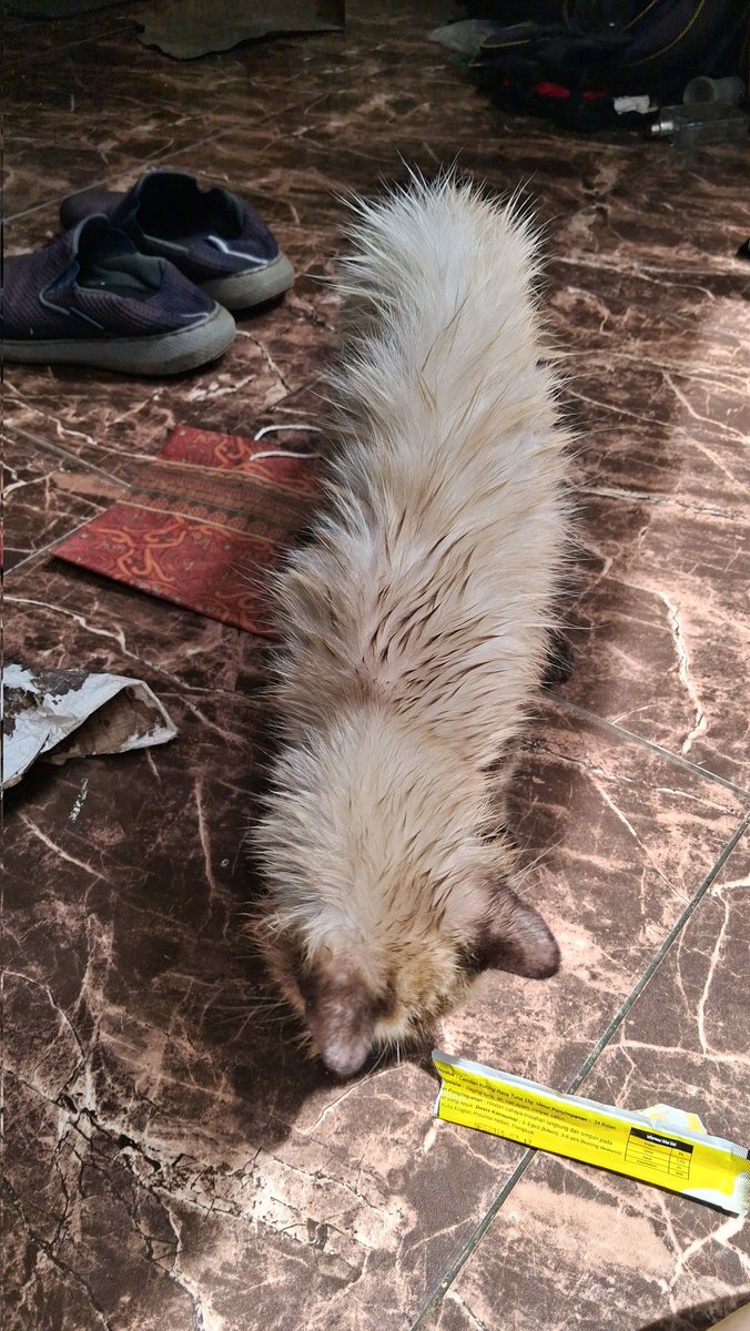 ijole nak mletup tweet media