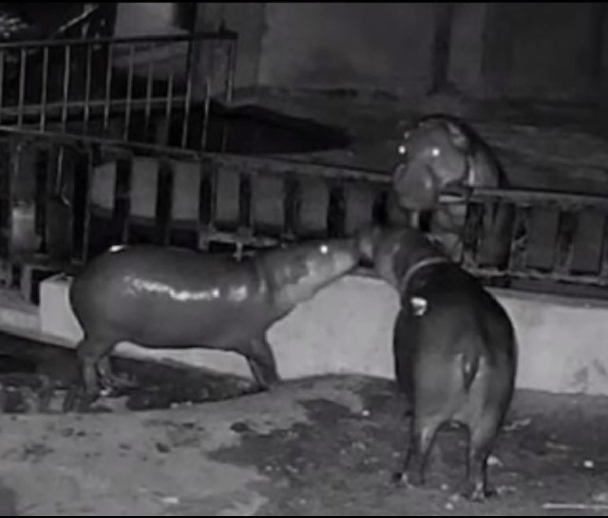 Khamoo.andthegang tweet media