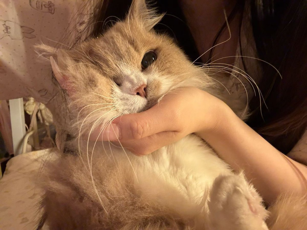 草莓天理 tweet media