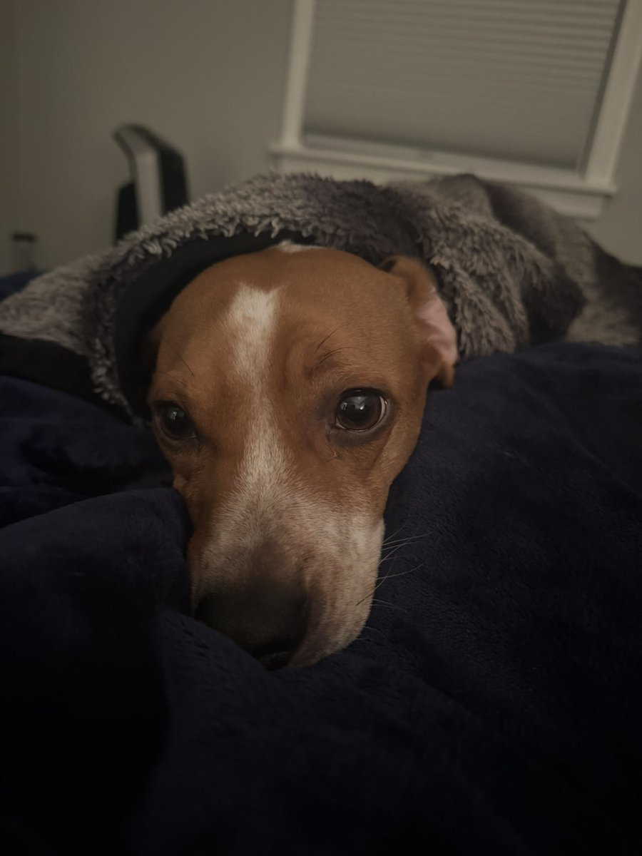 JoshuaChaoss's tweet photo. Happy birthday Super Cooper 🐾 you’re my Everything Beagle 🥰 https://t.co/TT4Ktq9bHI