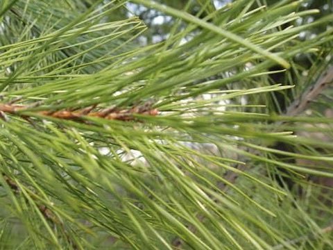 神社メシ🐉Butler tweet media