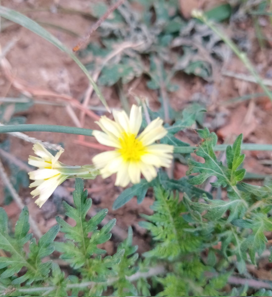 Nancy (❖,❖) tweet media