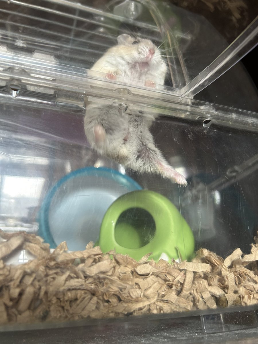 郡南蛮田 平平(ぐなんばんでん　へいぺい) tweet media