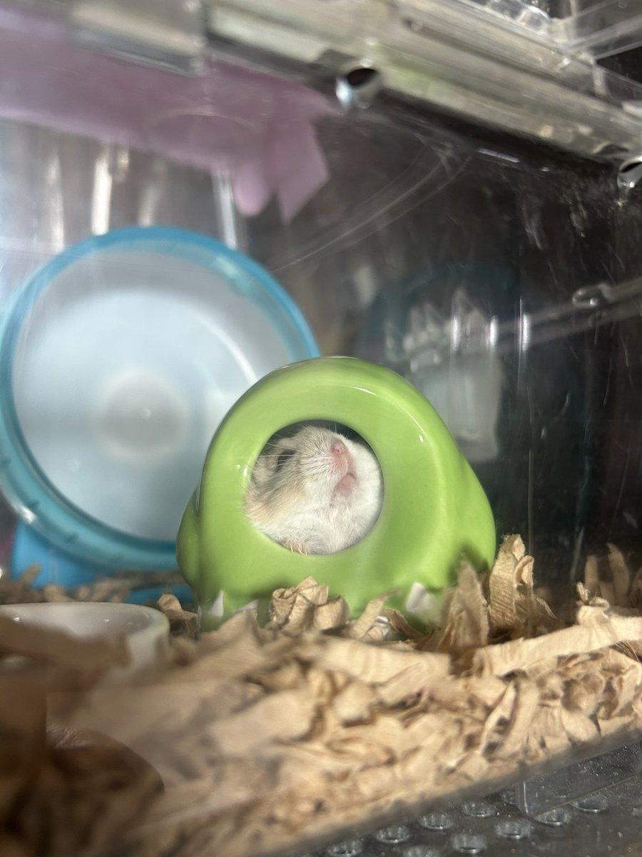 郡南蛮田 平平(ぐなんばんでん　へいぺい) tweet media