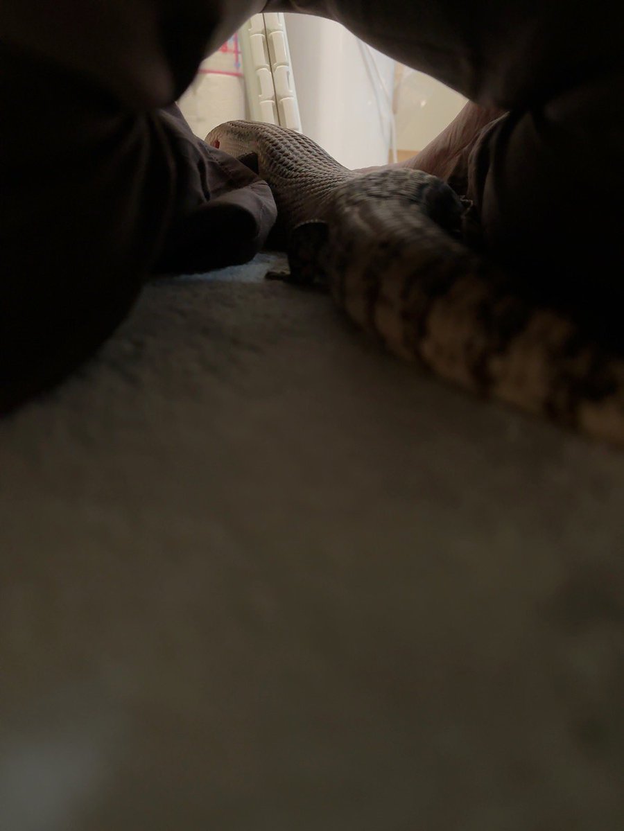 いのりん⚔️🪼🐸🦎🐍 tweet media