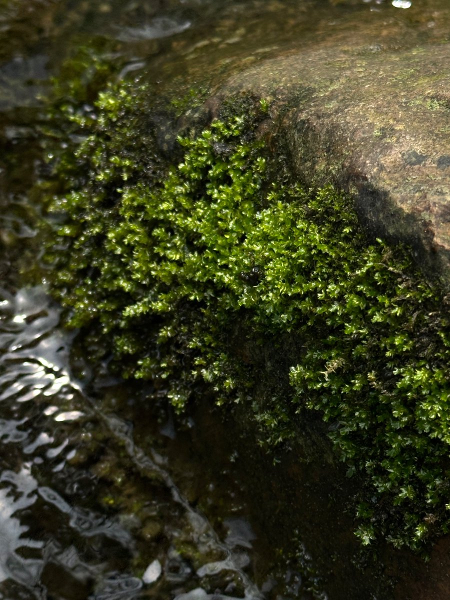 rui skrunkle🟥 tweet media