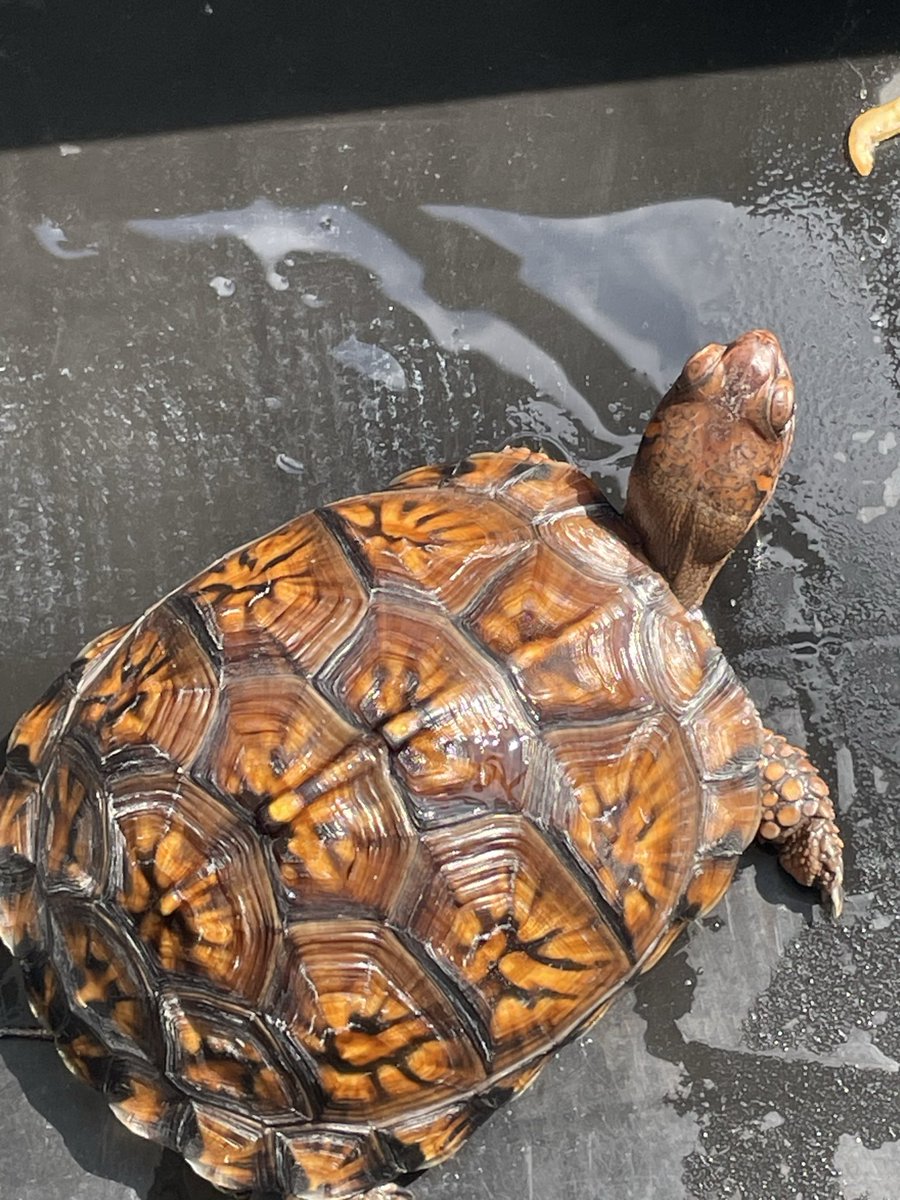 寿ん壱 tweet media