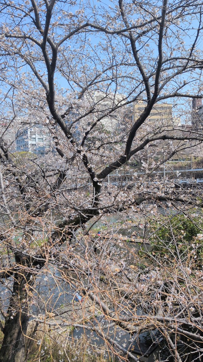 ちくわ Chikuwa tweet media