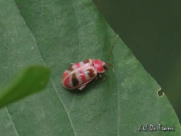 Pink Headed Bug Thread By @i0lanthe_ - pink bugs thread 🩷 if you like...