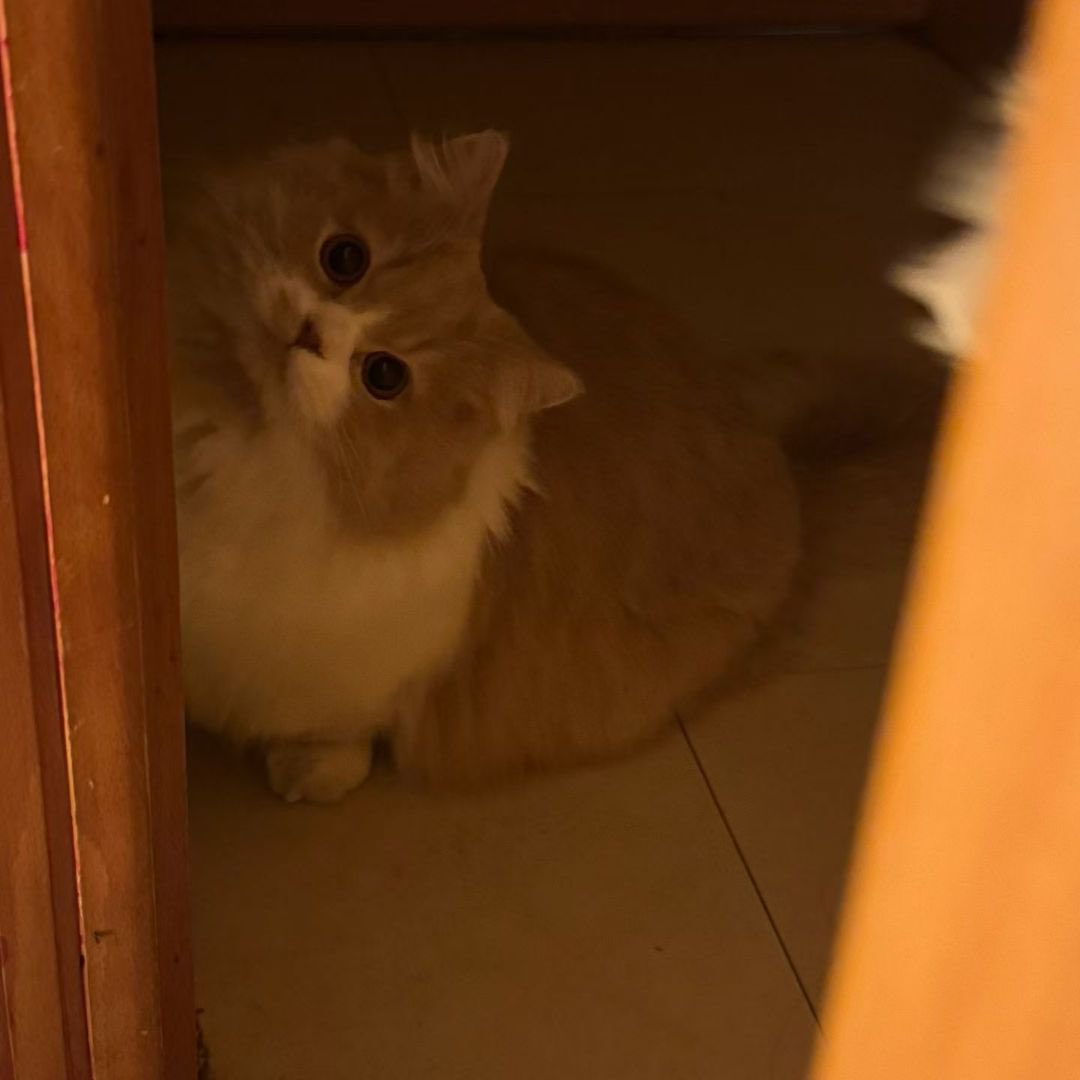 草莓天理 tweet media