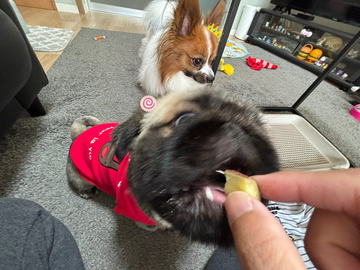 よもぎ🐶の飼い主 tweet media