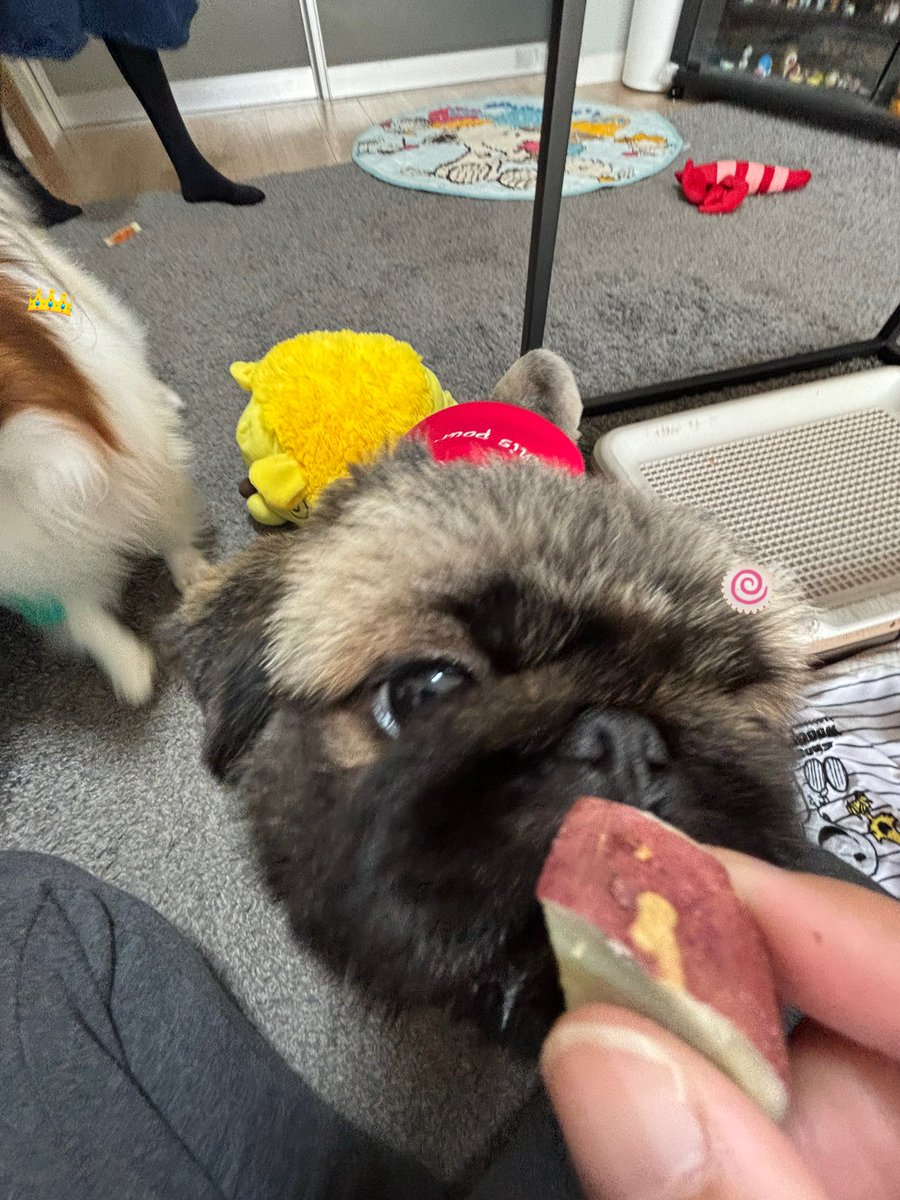 よもぎ🐶の飼い主 tweet media