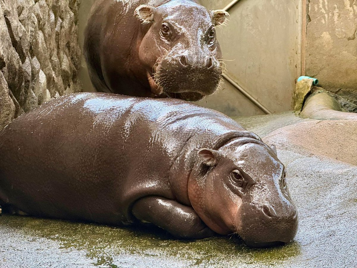 Khamoo.andthegang tweet media