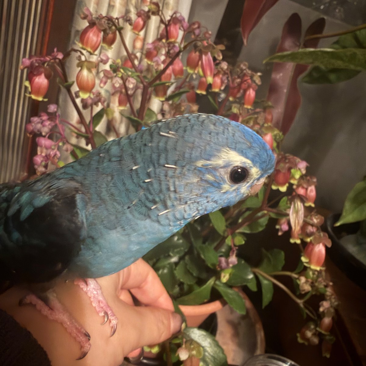 Re:mimu / ひなた未夢 tweet media