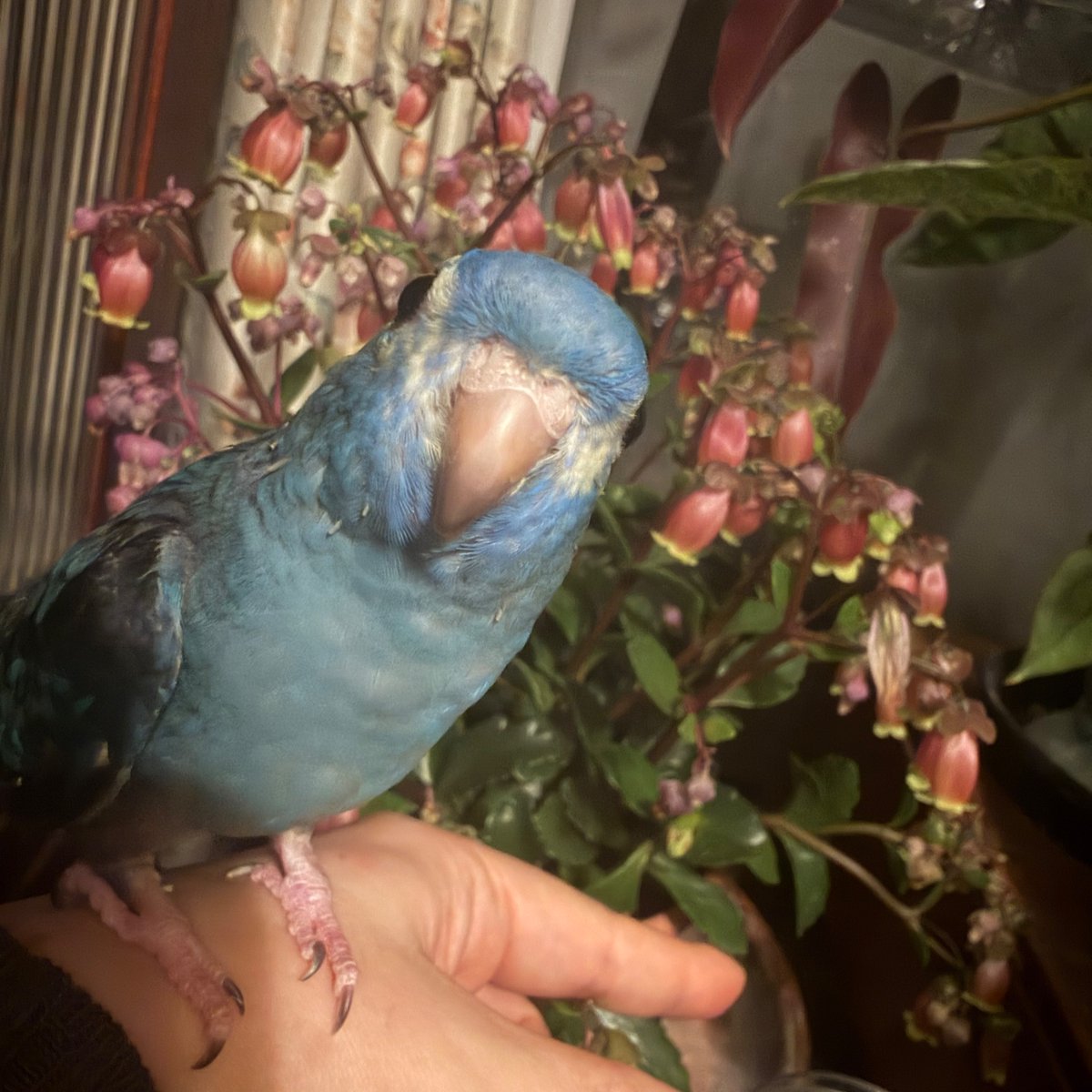 Re:mimu / ひなた未夢 tweet media