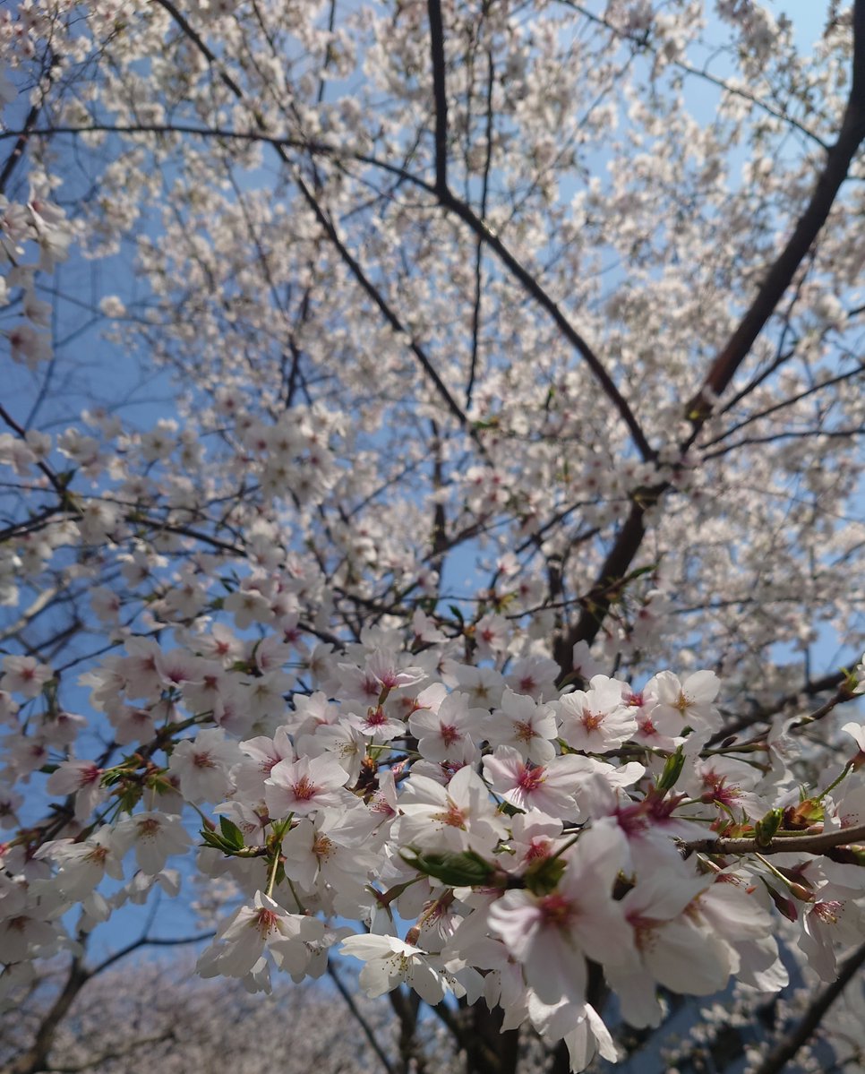 もここ tweet media