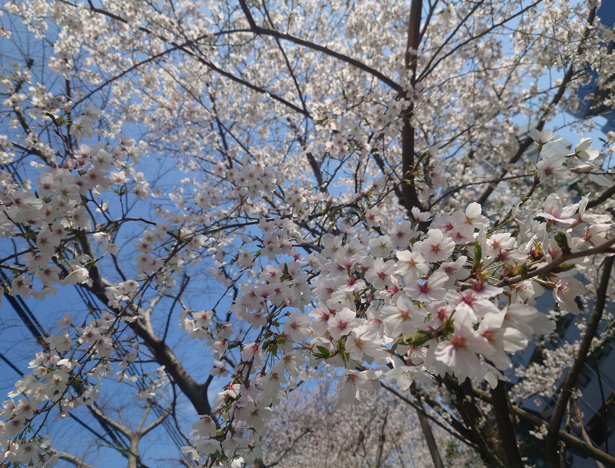 もここ tweet media