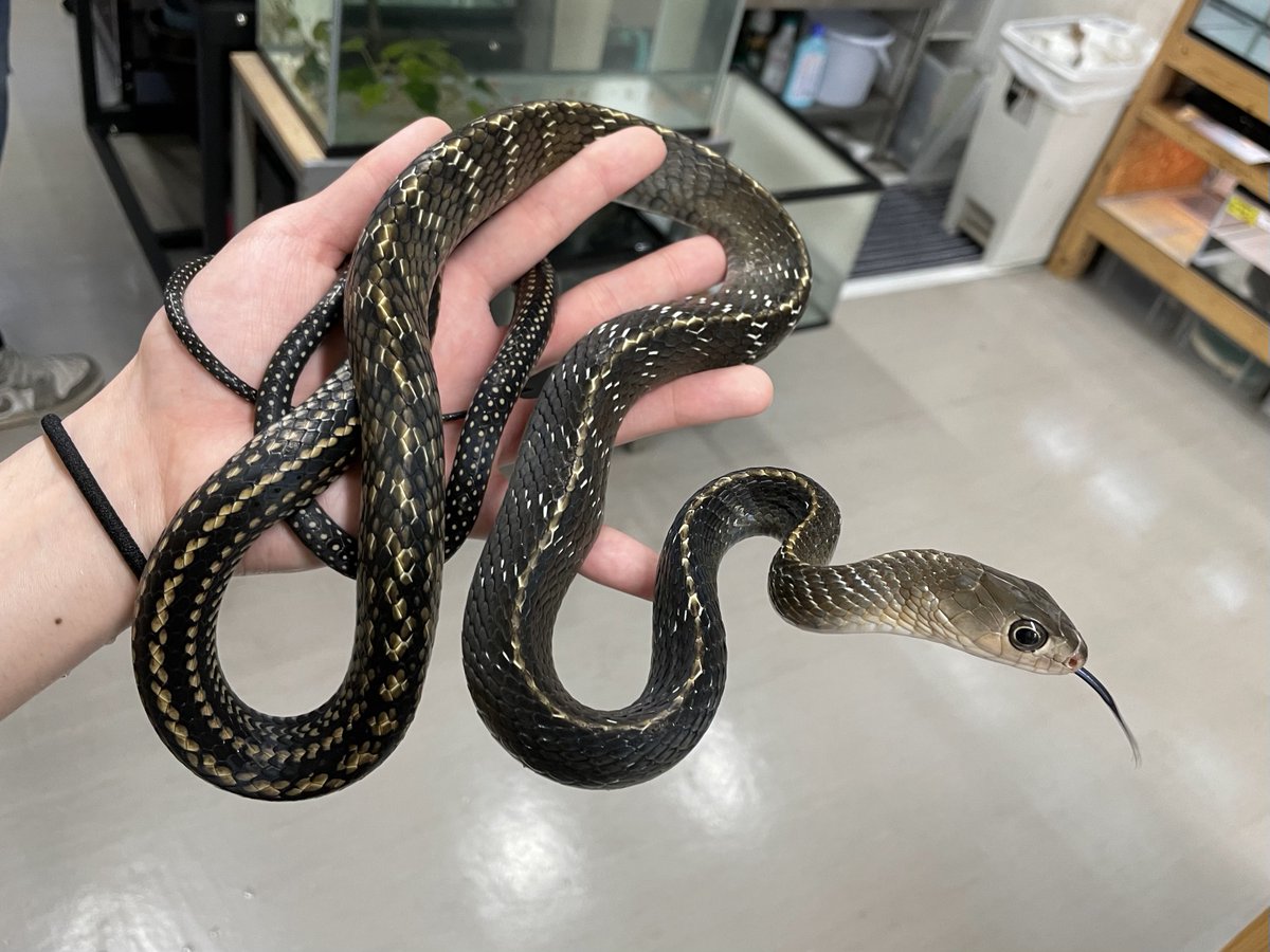 爬虫類倶楽部中野本店　本アカウント tweet media