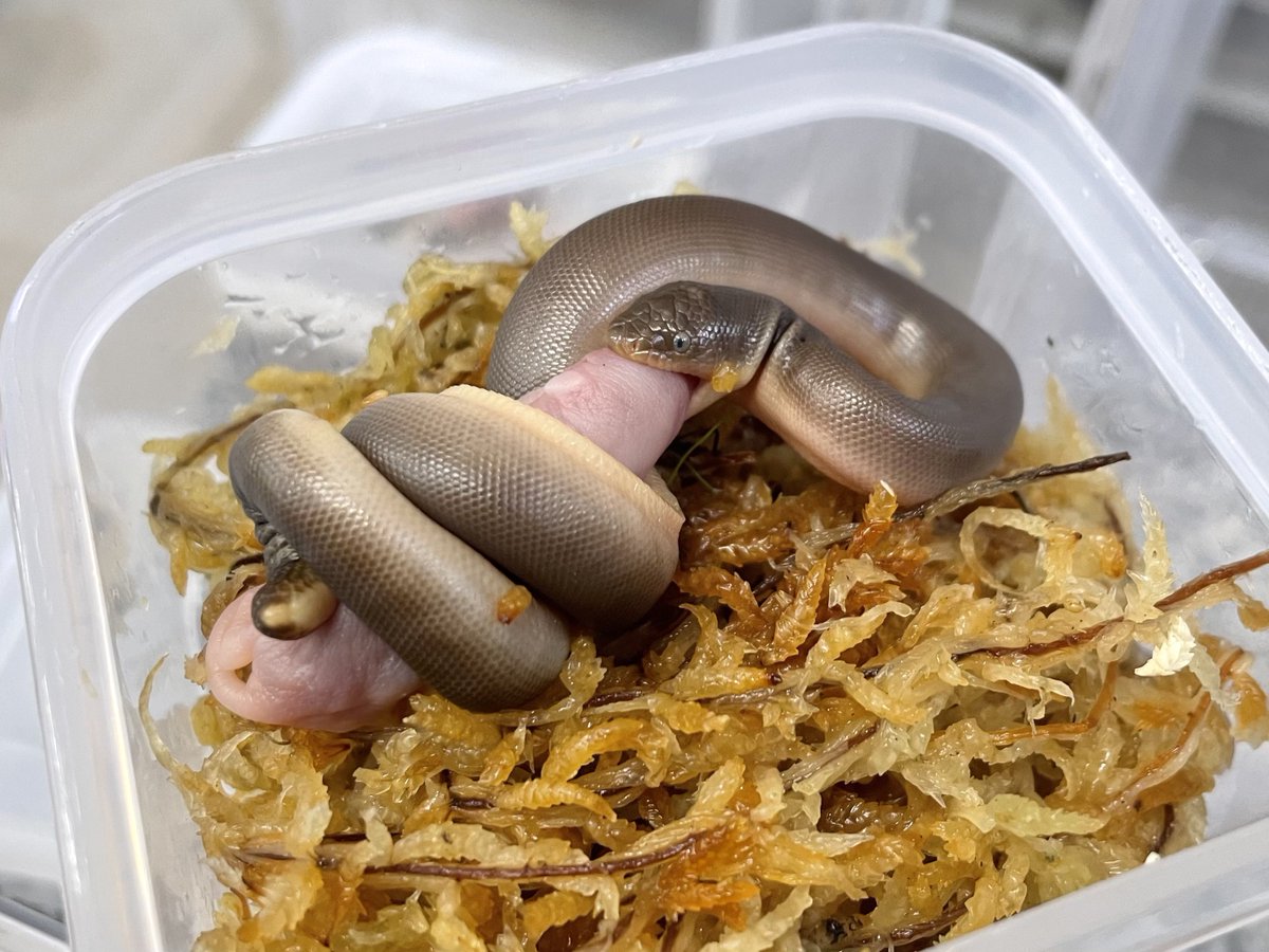 爬虫類倶楽部中野本店　本アカウント tweet media