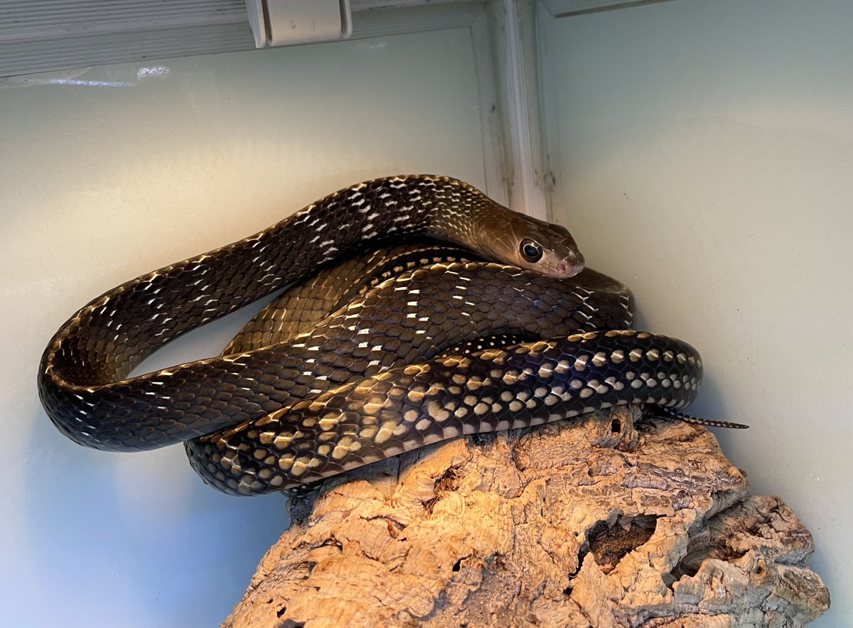 爬虫類倶楽部中野本店　本アカウント tweet media