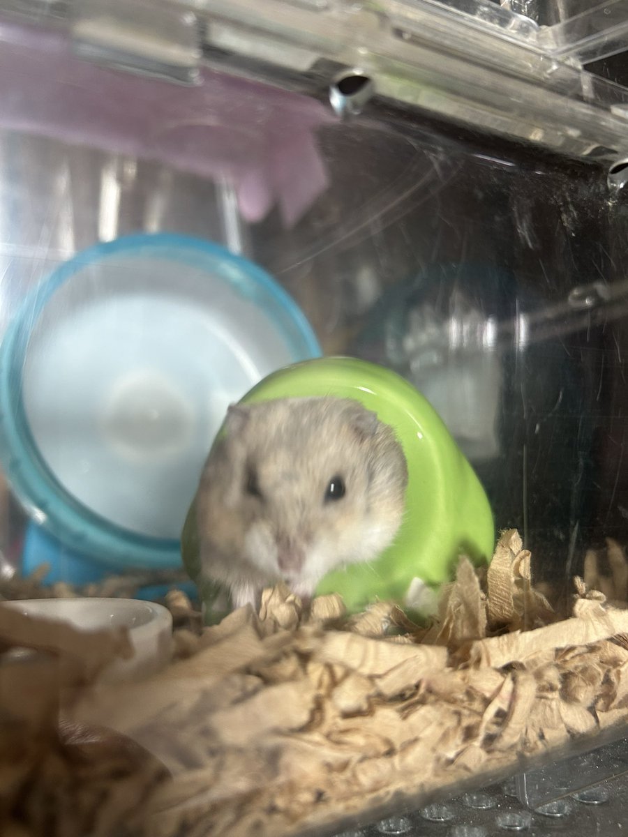 郡南蛮田 平平(ぐなんばんでん　へいぺい) tweet media