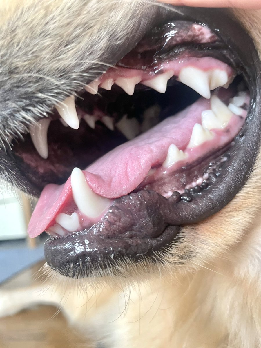 あまね tweet media