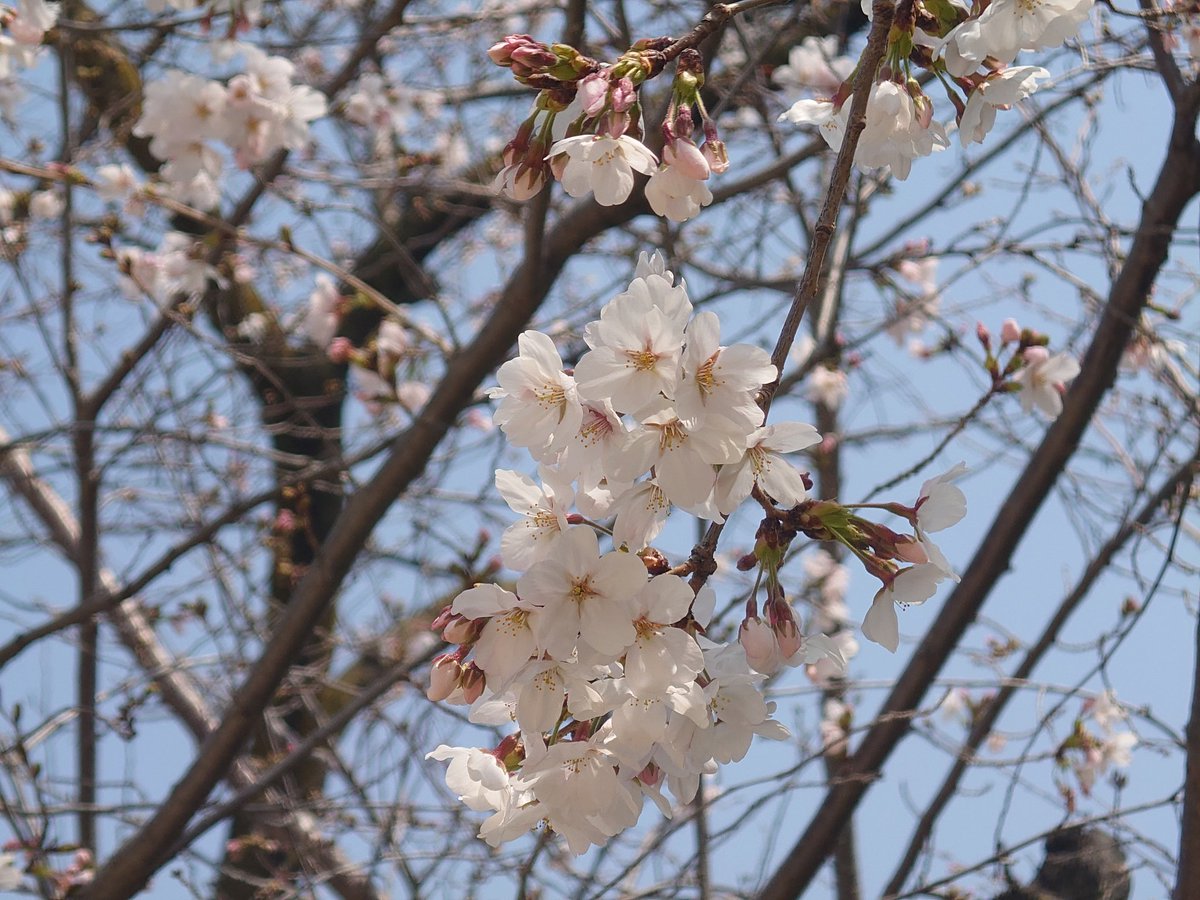 blackriden tweet media