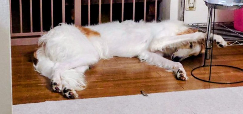 しっしー🌟 tweet media