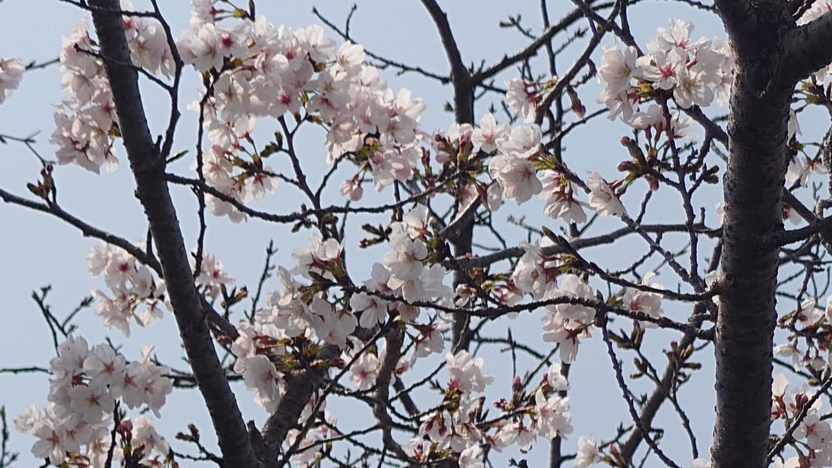 ご隠居 砂漠ワイルズ tweet media