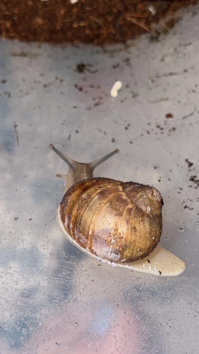 Merrranda☀️🐌🌿🍄🪴 tweet media