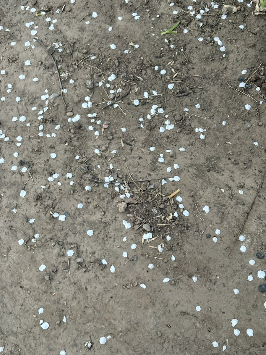 iseejellyfish tweet media