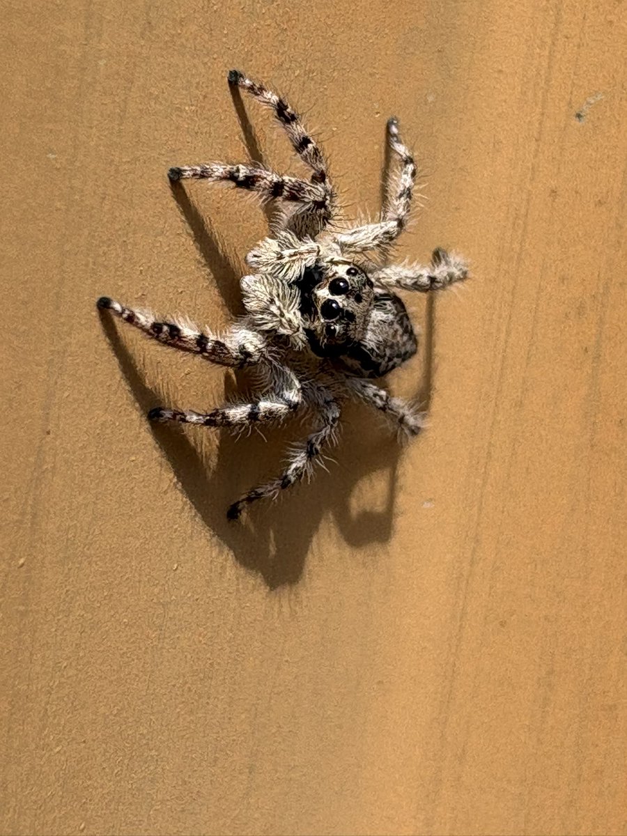 しゅゔぁる tweet media