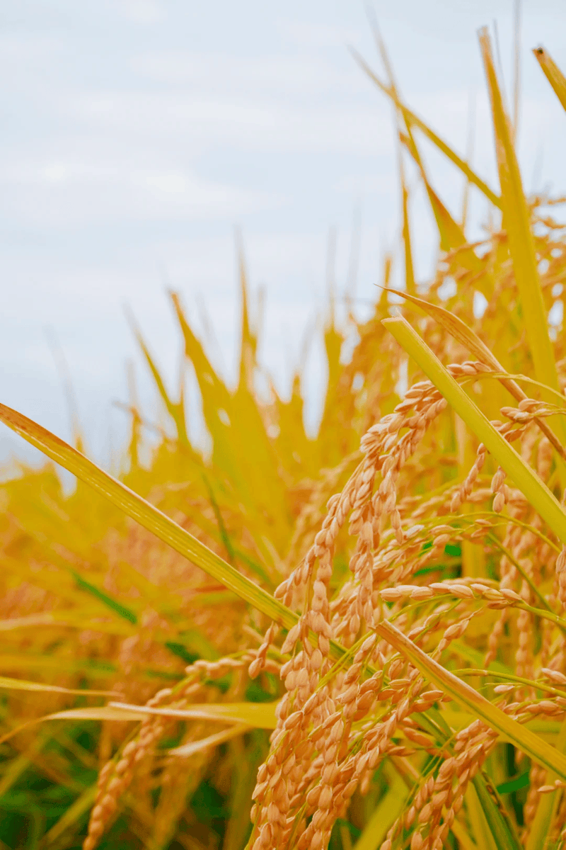 Esteban Yee Jaime tweet media