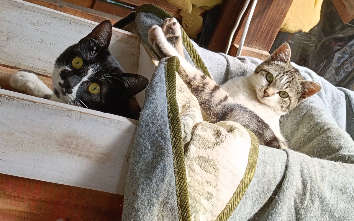 なりん tweet media