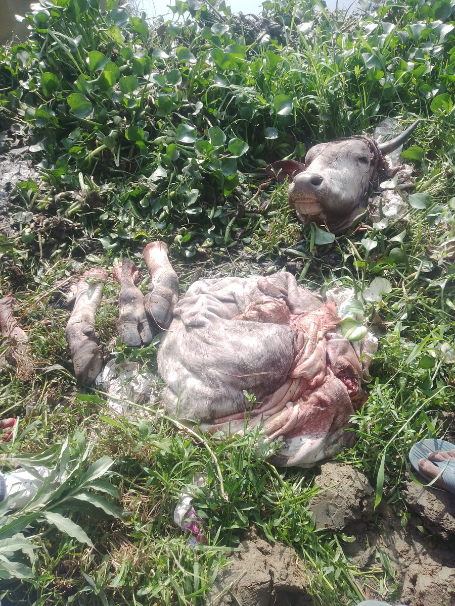 Akash Pachouri (मोदी का परिवार) tweet media